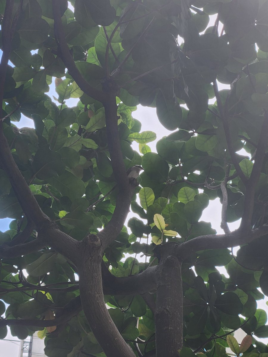 m3galuv's tweet photo. This bird was quite vocal. Blurry pic. https://t.co/9fXZkKfy2q