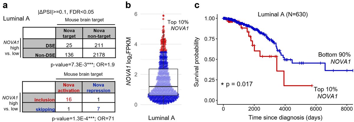 MoakleyDan's tweet photo. 8/ BRCA tumors are heterogeneous,  and we found that NOVA1 seems to be most active in “Luminal A” subtype tumors, confers survival risk in that subtype, and shows higher expression in invasive lobular carcinoma, a pathological presentation with unique metastatic patterns. https://t.co/tRABLBG8yT