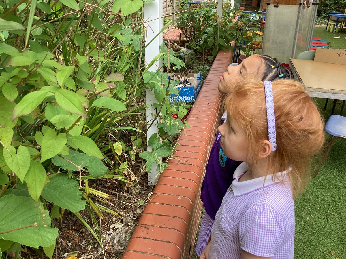 ourladyqop's tweet photo. Who knew that the Reception garden was so full of minibeast micro habitats! #olqpreception #olqpscience #olqpcststewardship https://t.co/Ir0GR4Usvp