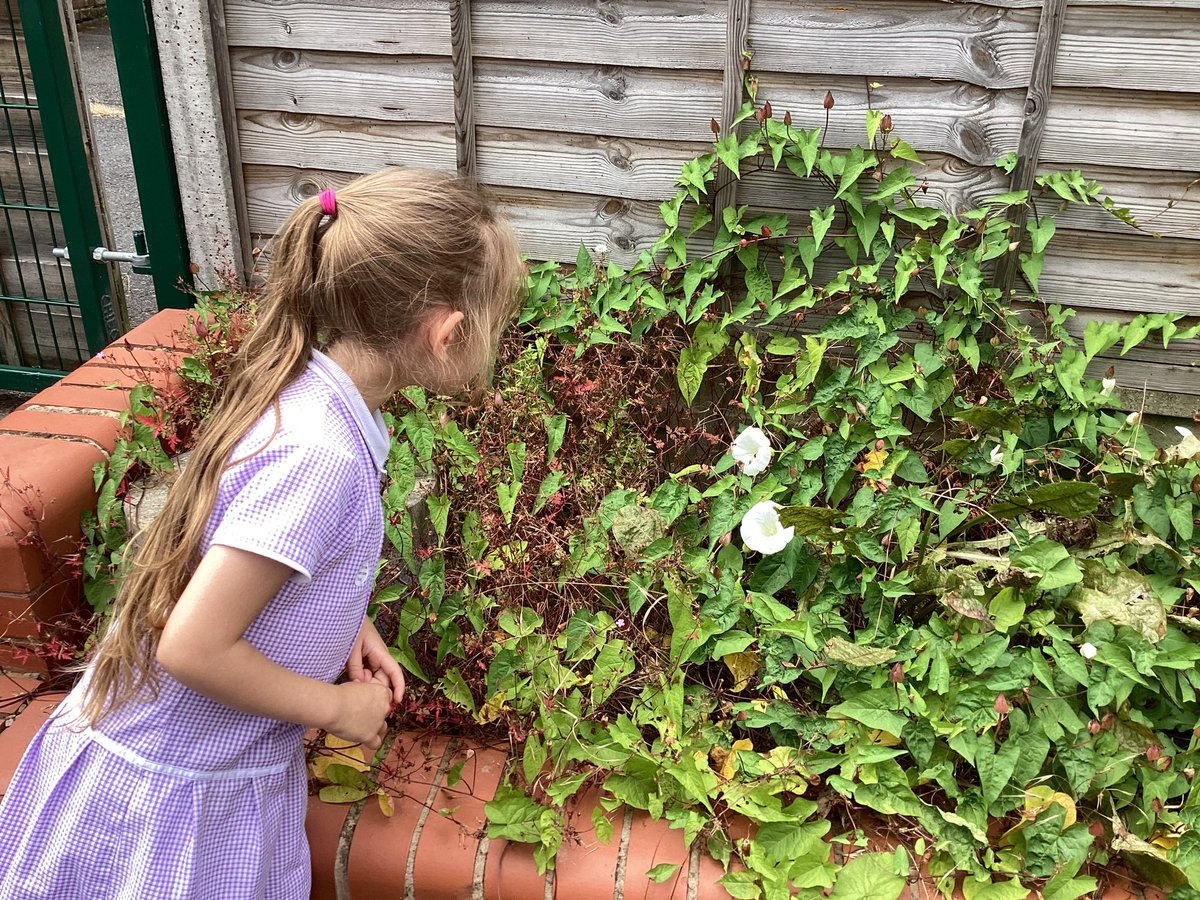 ourladyqop's tweet photo. Who knew that the Reception garden was so full of minibeast micro habitats! #olqpreception #olqpscience #olqpcststewardship https://t.co/Ir0GR4Usvp