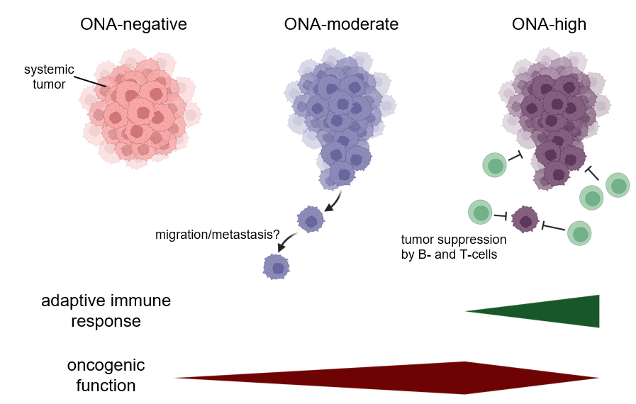 MoakleyDan's tweet photo. 9/ Our findings support a model in which ONA expression is oncogenic, but at high levels can trigger a protective immune response. Further work is needed to outline the complex consequences of ONA function and immunogenicity to tumor phenotypes. https://t.co/bNdwSIBjH2