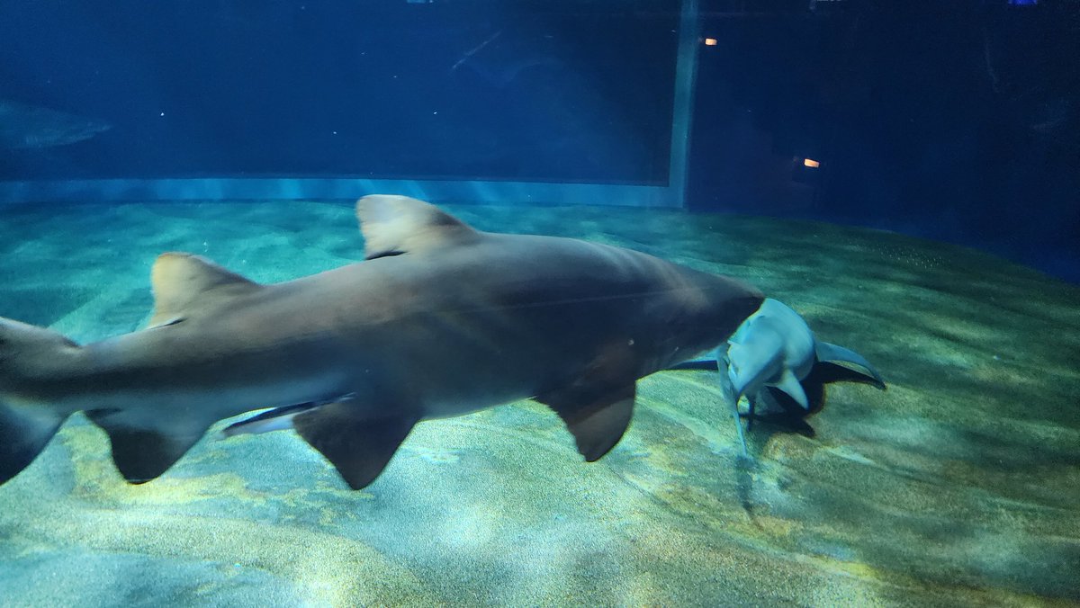himeroco_HYP's tweet photo. 大洗水族館 https://t.co/L7PLqB3I2g