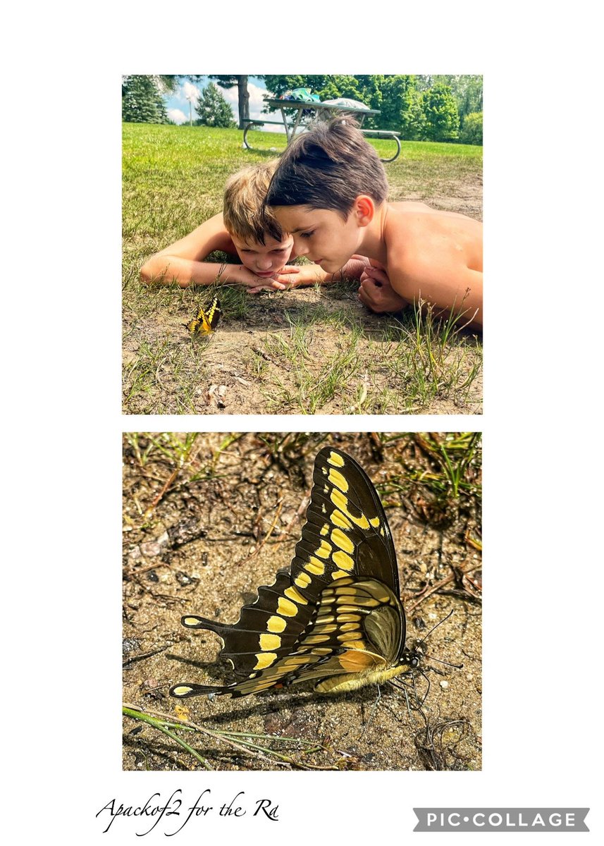 Apackof2Redux's tweet photo. Boy Stuff. 
Daniel and Sam observing this Giant Swallowtail Butterfly “Puddle Clubbing:” on the beach at the park. #apackof2  #fulltimervers #nana #boystuff https://t.co/FjhTgE5qAD