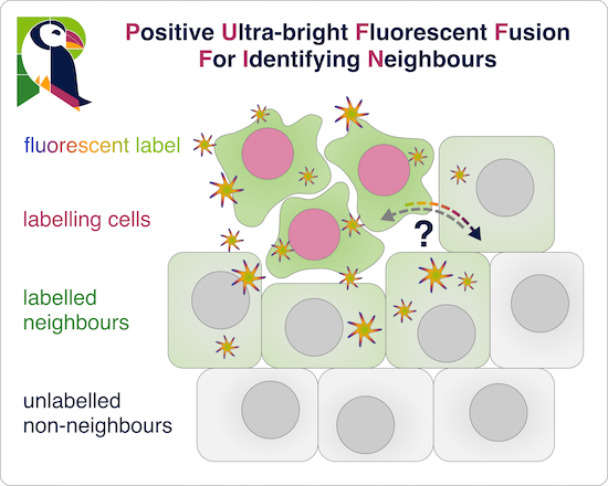 The EMBO Journal (@embojournal) on Twitter photo Positive Ultra-bright Fluorescent Fusion For Identifying Neighbours (PUFFFIN) allows visualization and isolation of surrounding cells in culture, tissues, or embryos, for profiling non-cell-autonomous responses
@_CellySally_ et al
embopress.org/doi/full/10.10… Positive Ultra-bright Fluorescent Fusion For Identifying Neighbours (PUFFFIN) allows visualization and isolation of surrounding cells in culture, tissues, or embryos, for profiling non-cell-autonomous responses
@_CellySally_ et al
embopress.org/doi/full/10.10…