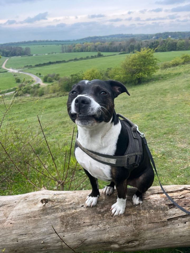 Please retweet to help Buddy find a home #DORSET #BOURNEMOUTH #UK 
AVAILABLE FOR ADOPTION, REGISTERED BRITISH CHARITY✅
 'Poor Buddy was due to have a meet and greet this week but sadly it has been cancelled. Buddy is still desperate to find his forever home! Could you be the one