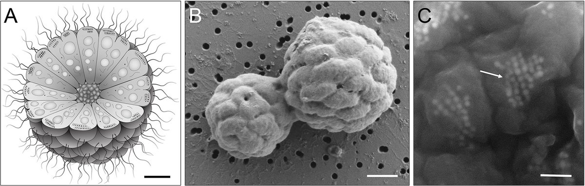 Akos T. Kovacs (@evolvedbiofilm) on Twitter photo Multicellular magnetotactic bacteria are genetically heterogeneous consortia with metabolically differentiated cells
<a href="/PLOSBiology/">PLOS Biology</a> from @environmicrobio
journals.plos.org/plosbiology/ar… Multicellular magnetotactic bacteria are genetically heterogeneous consortia with metabolically differentiated cells
<a href="/PLOSBiology/">PLOS Biology</a> from @environmicrobio
journals.plos.org/plosbiology/ar…