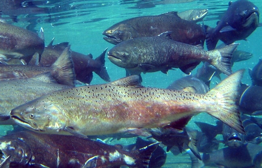 otolithgirl's tweet photo. 📢Two new #OA papers from the Yuba in #CA show how salmon can maintain important genetic & phenotypic diversity despite #dams, #hatcheries & historical mining📢. Hugentobler @SeasideScience et al show how #GREB1L is tightly linked to adult run timing👇1/5 https://t.co/1nOmZj3MTt https://t.co/jtzLrMfqSh