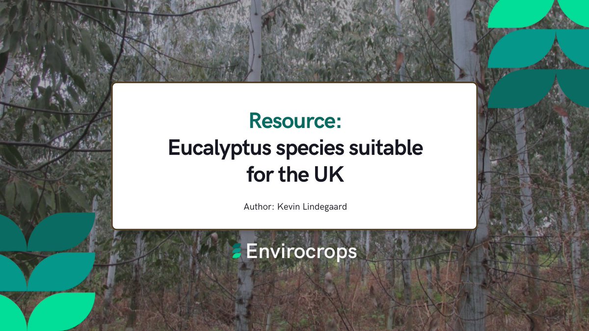 Discover the perfect species 🌱Whether you're looking for cold-hardy options like E. gunnii, or majestic species like E. regnans, our guide provides insights on planting and care. Explore more about these trees and find the right species for your project: bit.ly/4bIxP0p