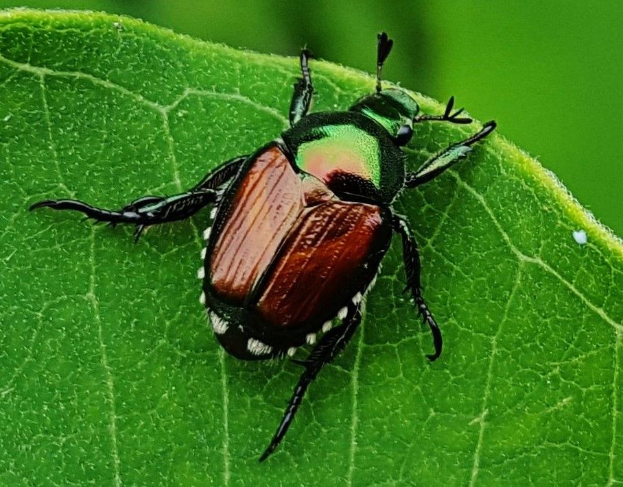 LandscapeInCO's tweet photo. It's Japanese Beetle Season 
When it comes to tackling those pesky grubs, starting with the source of their life cycle - the lawn - is key. Look out for dead spots, and taking a preemptive treatment approach is highly recommended. Read more - https://t.co/mbuS1NjkjG https://t.co/5C2QZdG1V1