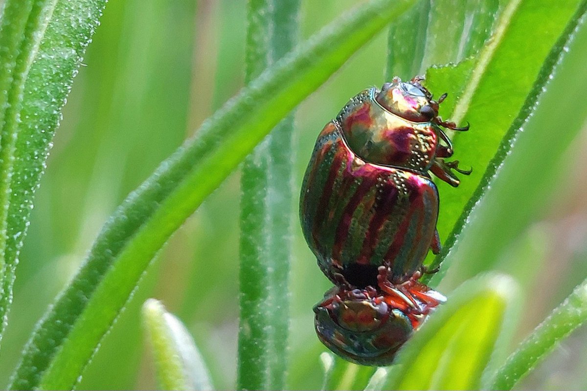 Je ziet ze niet altijd zitten tussen het groen, maar ze zijn er altijd: kleine beestjes. Op donderdag 18 juli en vrijdag 2 augustus komt de boswachter van het Gagelbos naar Park de Gagel voor een beestjessafari met Utrecht Natuurlijk. Ga jij mee?

echtovervecht.nl/2024/07/op-bee…