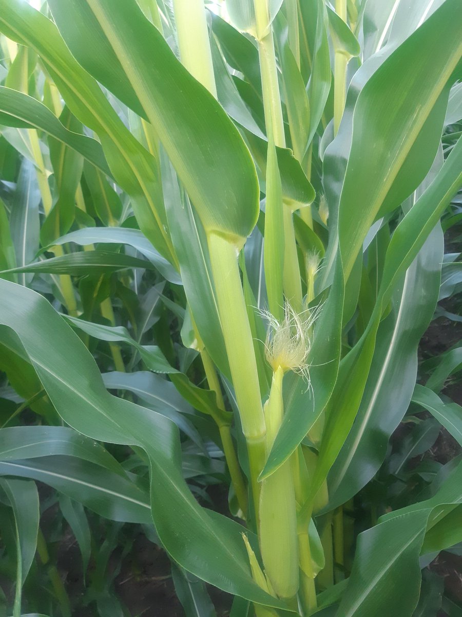 jc_good's tweet photo. Well that's an early riser. Planted May 3. @PRIDESeeds  A6580G4 on sand to protect against western bean cutworms . @Yantzis #ontag https://t.co/xDIBTYsVbV