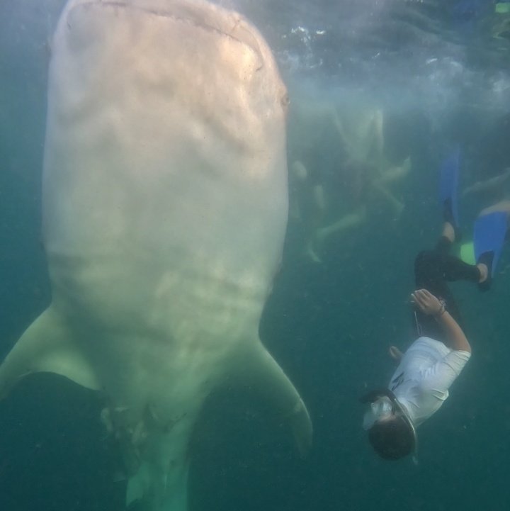 decpha's tweet photo. #NewProfilePic #salehbay #whaleshark #hiupaus #teluksaleh https://t.co/PLqMInPshi