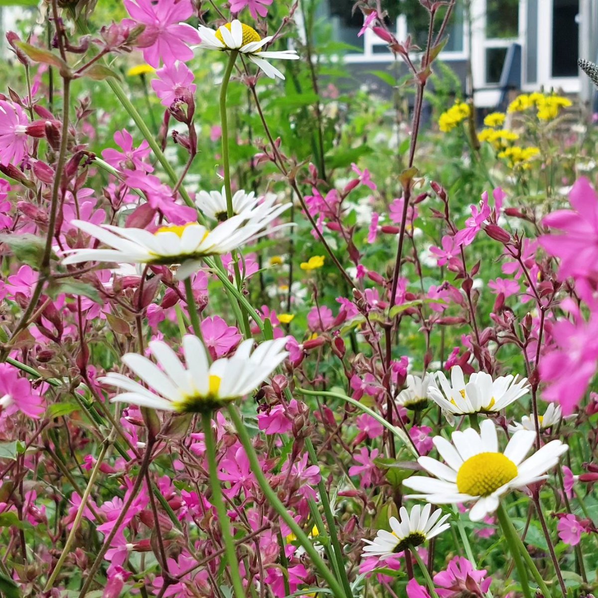 Echt Overvecht tweet media