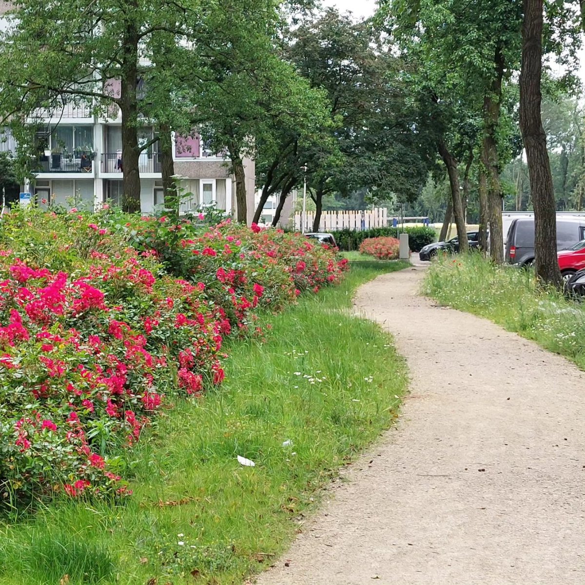 Het Groene Lint in #Overvecht is af. De speeltuinen en het groen tussen flats aan de Carnegiedreef en Zamenhofdreef zijn flink verbeterd. Het doel: mensen stimuleren om te wandelen, bewegen en ontmoeten en te zorgen voor meer biodiversiteit in het groen.

echtovervecht.nl/2024/07/het-gr…