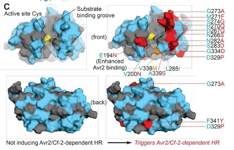 Bioengineering secreted proteases convert divergent Rcr3 orthologs and paralogs into extracellular immune co-receptors buff.ly/3SqgWRx <a href="/JiorgosKourelis/">Jiorgos Kourelis</a> <a href="/ParvinderKahlon/">Parvinderdeep Kahlon</a> <a href="/Ruby__OGrady/">Ruby O'Grady</a> <a href="/analubravoc/">Dr. Ana Bravo-Cazar</a> <a href="/MariSchuster/">Mariana Schuster</a> <a href="/kabalak/">Ali Kabalak</a> <a href="/PHuesgen/">Pitter Huesgen</a> <a href="/KamounLab/">Sophien Kamoun</a> <a href="/OxfordBiology/">Oxford Biology</a> <a href="/TheSainsburyLab/">The Sainsbury Laboratory</a>