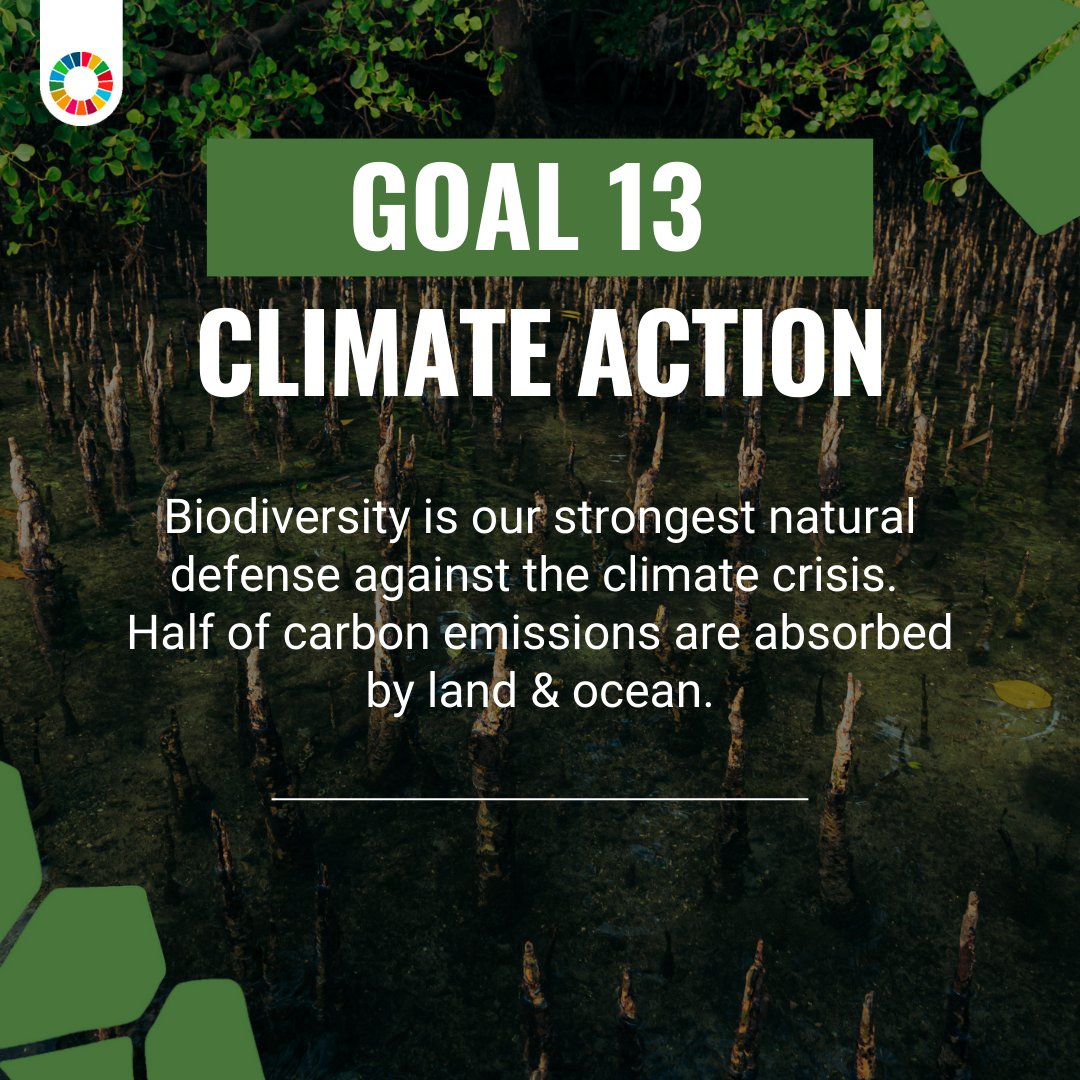 UNEP's tweet photo. Biodiversity is our greatest #ClimateAction ally and the key to humanity’s survival.

Currently reviewing the progress on the #GlobalGoals at the @UN, the #HLPF highlights the importance of the #BiodiversityPlan for people &amp; the planet.

https://t.co/e6mcbG5rCd https://t.co/qYLiMaAVQe