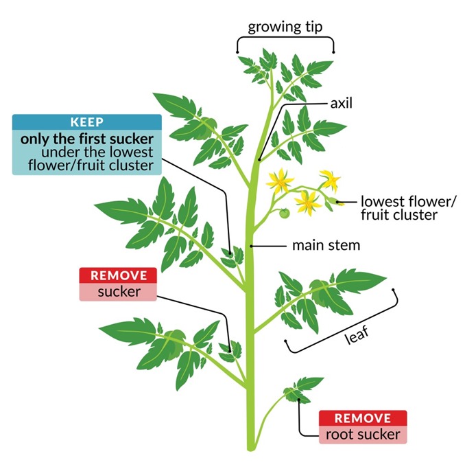 agrirocket_eng's tweet image. When #pruning tomatoes, best practices include:

✔️Removing suckers that emerge from the leaf  axils 
✔️Controlling the number of flower clusters/fruit trusses per plant
✔️Selectively removing lower leaves to increase air flow
✔️Topping plants to encourage lateral branching