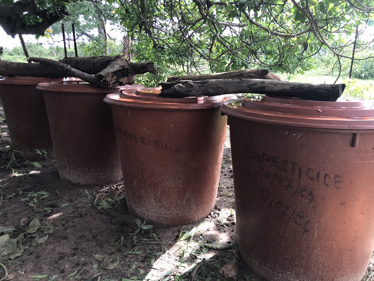UrgencEco's tweet photo. 72h d’intenses moments agroecologique à #Bignarabe.
Avec l’accompagnement de @Jve_Senegal , @SUCO_org , 50 femmes et jeunes de Tamasanka dans le département de Médina Yero Foula, ont bénéficié de formation en production de #Bokachi et de #Biopesticide.
#Agroecologie
👇🏼 https://t.co/H7HFFnQpUb