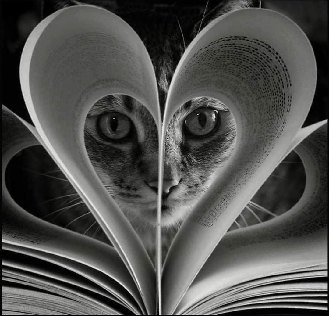 sergiodesiena's tweet photo. Un amico si sceglie con cura...come un libro per esempio... https://t.co/Yn1JgI9nZQ