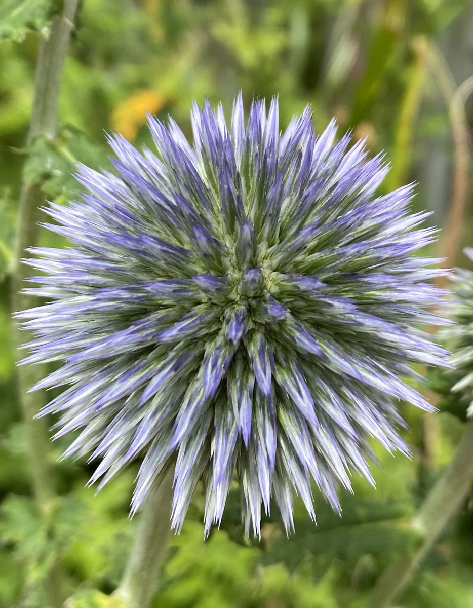 guernseyanne's tweet photo. #dahlialove from my garden and the intruder is the #Echinops that is turning colour to that lovely blue @GWandShows @GYOmag #GardeingTwitter https://t.co/oSu3iHqCQk