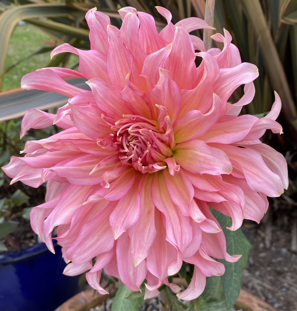 guernseyanne's tweet photo. #dahlialove from my garden and the intruder is the #Echinops that is turning colour to that lovely blue @GWandShows @GYOmag #GardeingTwitter https://t.co/oSu3iHqCQk