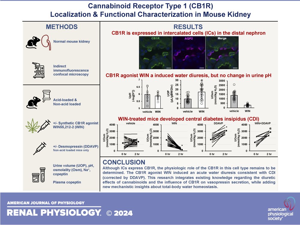 AJP Renal (@ajprenal) on Twitter photo 🎞️First Author Highlight Article🎞️
#Cannabinoid receptor type 1 activation causes a #water diuresis by inducing an acute central diabetes insipidus in mice
Joshua L. Rein, et al.
ow.ly/lz3R50SuXb1
#AJPRenal #Kidney <a href="/ThepHunClub/">Joshua Rein</a> <a href="/ISMMSKidney/">Barbara T. Murphy Mount Sinai Div. of Nephrology</a> <a href="/DOMSinaiNYC/">Mount Sinai Department of Medicine</a> 🎞️First Author Highlight Article🎞️
#Cannabinoid receptor type 1 activation causes a #water diuresis by inducing an acute central diabetes insipidus in mice
Joshua L. Rein, et al.
ow.ly/lz3R50SuXb1
#AJPRenal #Kidney <a href="/ThepHunClub/">Joshua Rein</a> <a href="/ISMMSKidney/">Barbara T. Murphy Mount Sinai Div. of Nephrology</a> <a href="/DOMSinaiNYC/">Mount Sinai Department of Medicine</a>