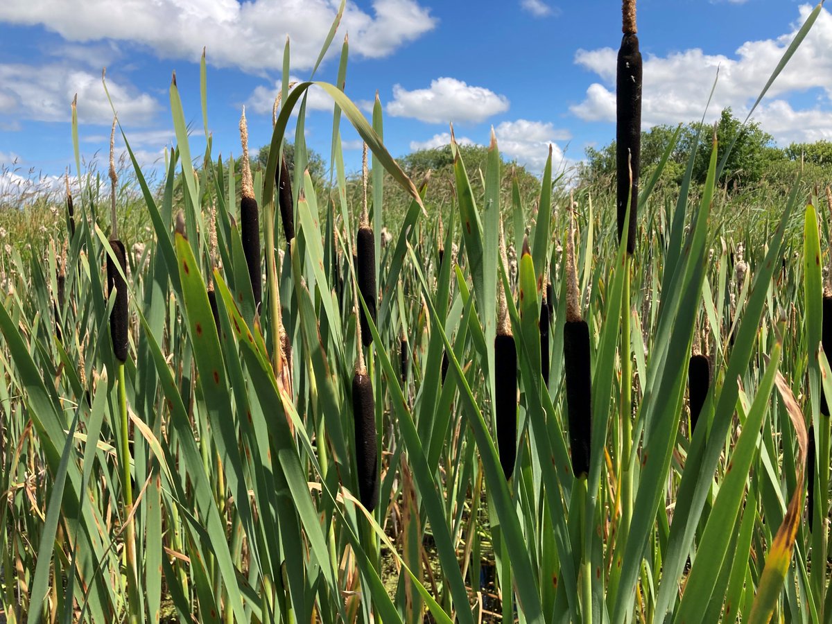 DijkstraDraisma's tweet photo. Afgelopen week hadden we bezoek van @vpro voor opnames. Binnenkort vertellen we meer maar schrijf 6 oktober alvast in je agenda... 📽️📺🌾

#opnames #vpro #tegenlicht #bgdd https://t.co/wdbTVGKXD7