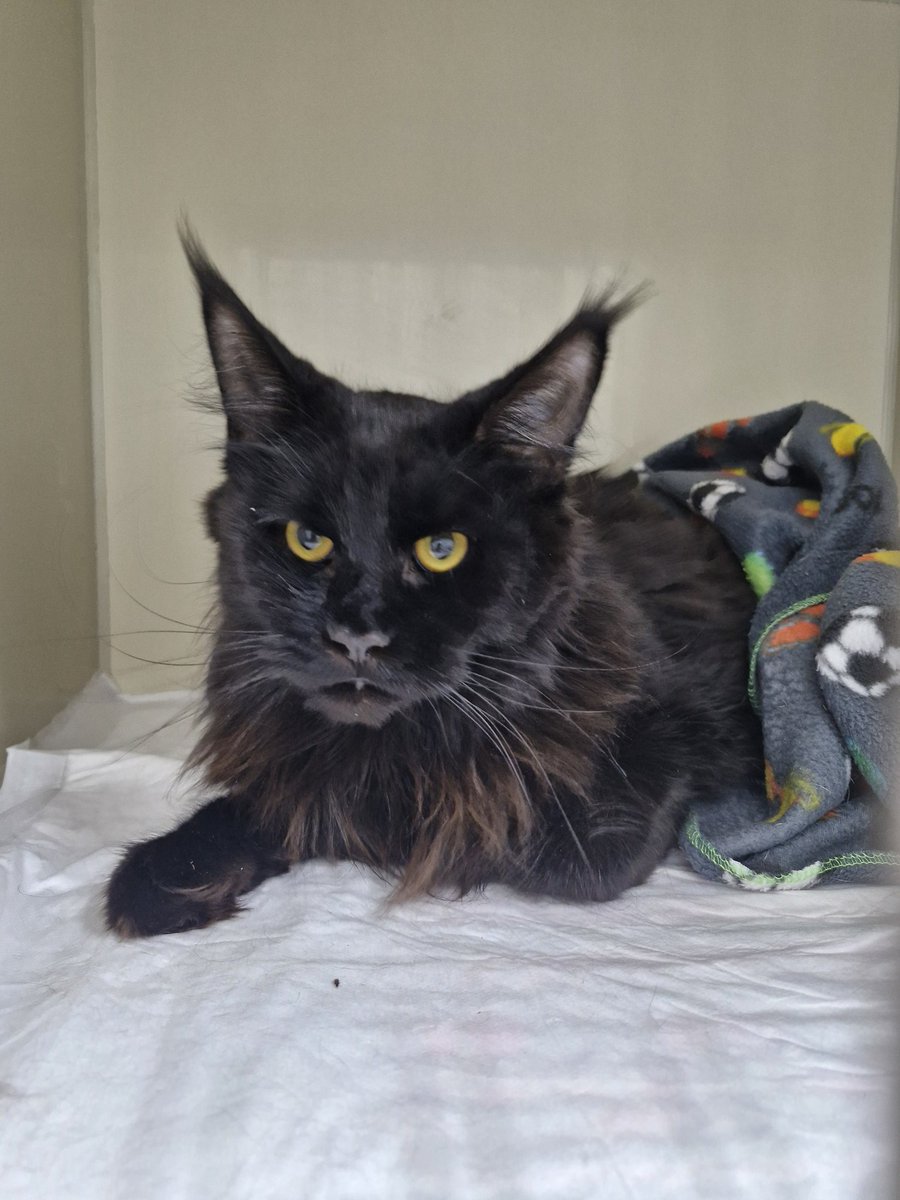 Суровая Маркиза 🐱