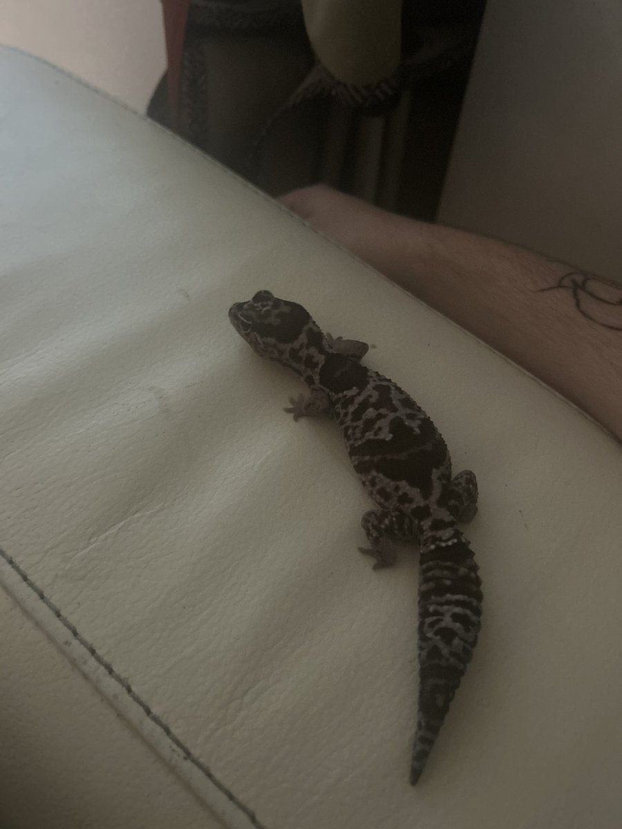 kc vok (omalley fan account) tweet media