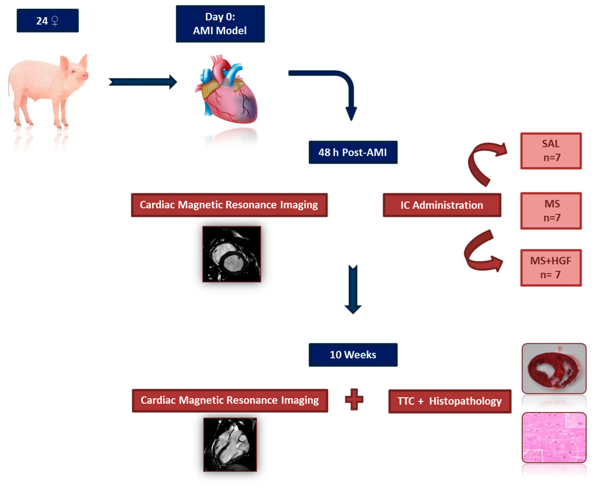 JCDD_MDPI's tweet photo. 💡#RecommendedPaper of #jcdd
⭐️"#Intracoronary Administration of #Microencapsulated #HGF in a #Reperfused #Myocardial #Infarction Swine Model" Blanco-Blázquez, V. et al.
🔎Full article available at: https://t.co/38B1Ax1A9P
Enjoy reading!
#OpenAccess https://t.co/dgVdd6PoWi