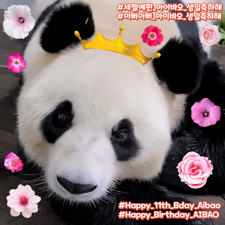 fubaochonggong's tweet photo. 아이바오 생일
#세젤예판_아이바오_생일축하해
#이뻐이뻐_아이바오_생일축하해
#Happy_11th_Bday_Aibao
#Happy_Birthday_AIBAO
🧡이뻐이뻐 세젤예판 아여사 생일날에도 케이크 전량섭취 하는 거야🧡 https://t.co/GviPvbjRRX