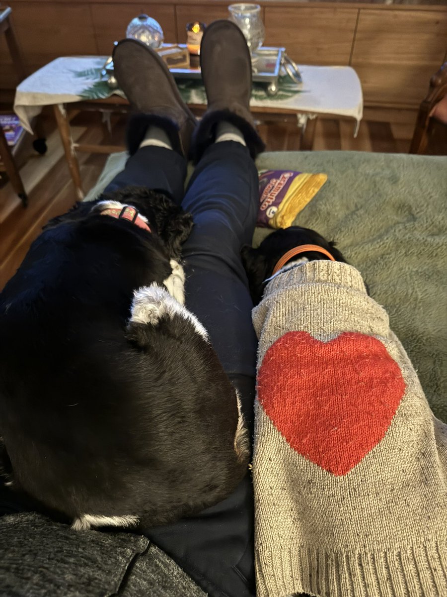 HardcoreCommute's tweet image. Visiting her sister and battling for the lap #tourdogs  #couchpeloton