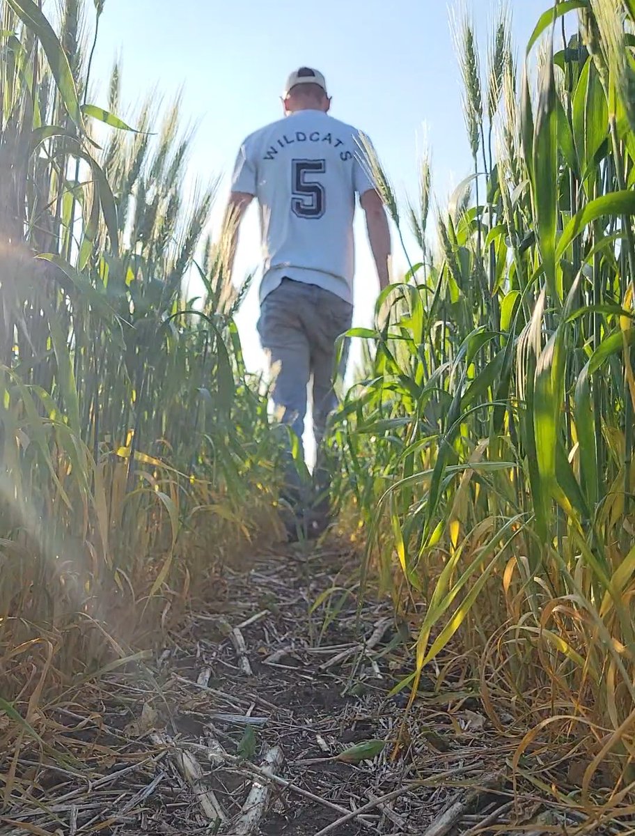 Rocking my old Wildcats jersey because it's the last white shirt I have after this hot week. Plus, it's Casual Friday! 🏈😅 #FarmLife #CasualFriday #Wildcats