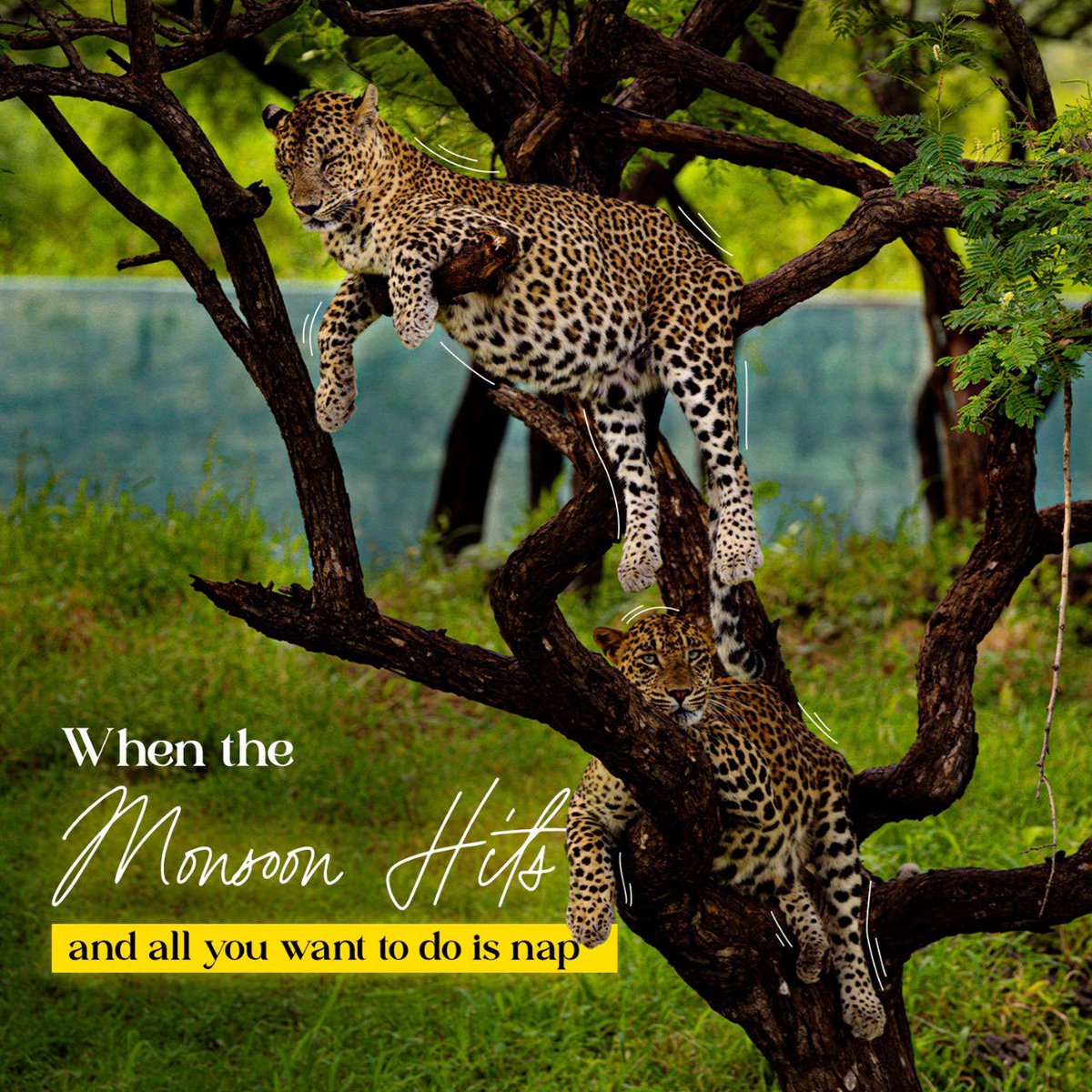 ForestRajasthan's tweet photo. These two are giving major rainy season goals! ๐ง๐
#LeopardLounge #MonsoonMood #WildlifeChill #RajasthanWildlife #RajasthanForestDepartment https://t.co/5RDqhUV03r
