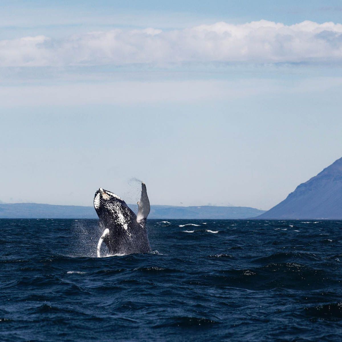 TheScubaNews's tweet photo. Special Creatures with Special Tours in Iceland 

🤿 👉  https://t.co/9GSaDEZsD1 https://t.co/y7e4ey3z7L