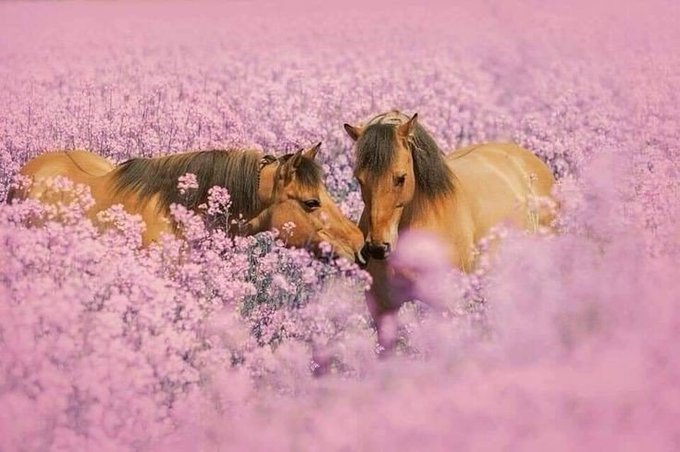 Yoldaşın güzelliği yolu güzelleştirir.