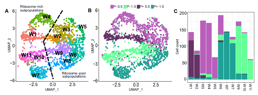 Valentine CYRIAQUE (@t_ine_) on Twitter photo Excited to share our work just published in <a href="/NatureComms/">Nature Communications</a> ! We used #microSPLiT to decipher the relationship between bacterial subpopulations #Plasmid-host interactions 🦠🫧 with Jonas S. Madsen @RhoyStarkiller <a href="/jnesme/">Joseph Nesme</a> <a href="/annabiosys/">Anna Kuchina</a> <a href="/seeliglab/">Georg Seelig</a> nature.com/articles/s4146… Excited to share our work just published in <a href="/NatureComms/">Nature Communications</a> ! We used #microSPLiT to decipher the relationship between bacterial subpopulations #Plasmid-host interactions 🦠🫧 with Jonas S. Madsen @RhoyStarkiller <a href="/jnesme/">Joseph Nesme</a> <a href="/annabiosys/">Anna Kuchina</a> <a href="/seeliglab/">Georg Seelig</a> nature.com/articles/s4146…