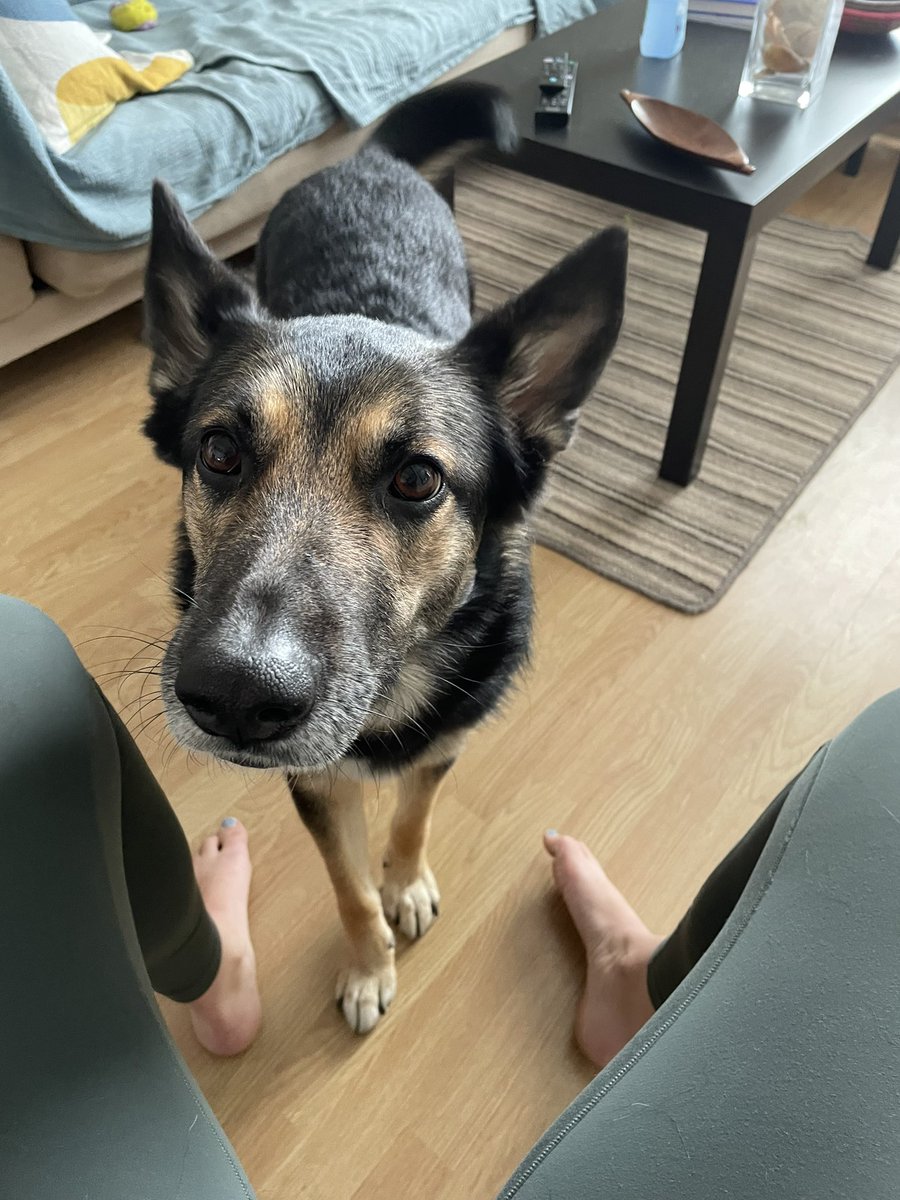 joannaplucinska's tweet photo. When you have three phone calls still left to do on a Friday afternoon and your dog is just not having it #workdogbalance #dogislife https://t.co/ez9mGXH0xu