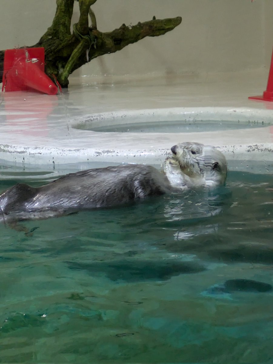 娘と伊勢志摩旅行
志摩スペイン村✨
17年前にきたぶりかも。
乗り物乗って、ステージ見て
ポケモンが色んなとこいるし可愛すぎる
楽しくてあっという間
2日目は伊勢神宮と鳥羽水族館
ラッコ前混み混みだった。
美味しいもの食べて沢山喋って楽しかったわー
 #志摩スペイン村
 #鳥羽水族館