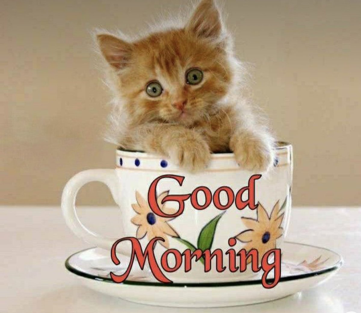 Cats4adoption's tweet photo. https://t.co/Gg1EJOZrNp
