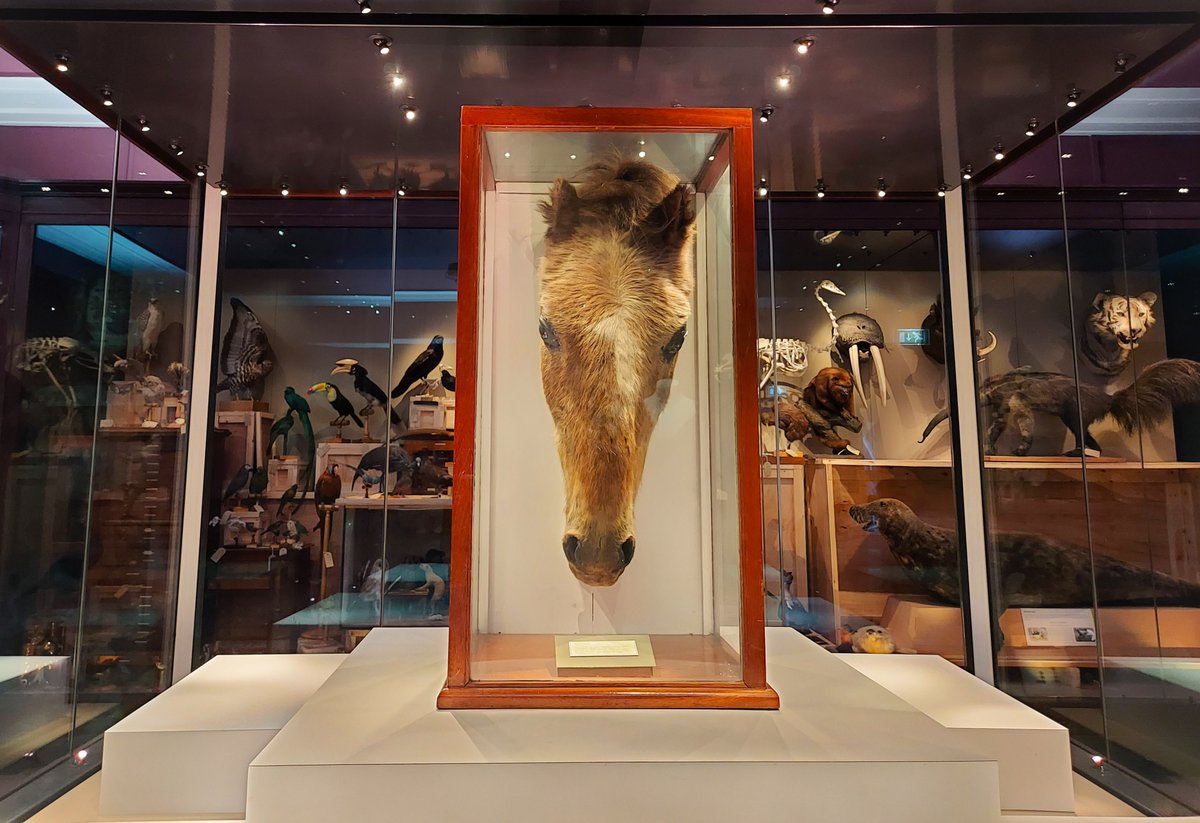 Culture_WA's tweet photo. 🐎 Did you know the world's oldest horse was from Warrington?

Now, as part of @WarrArtsFest, 'Old Billy' is being reunited with his hometown.

🐴 Billy's taxidermied head is on lend from Bedford Museum and can be viewed at Warrington Museum from 19 July

https://t.co/TfBAPXKrWD https://t.co/7bk3PO8ODJ