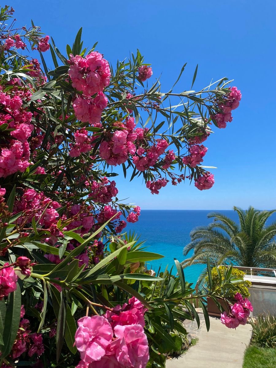 bestofpinkk's tweet photo. Summer state of mind🎀🌊🌸 https://t.co/qYEqvhzXOX