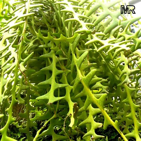 toptropicals's tweet photo. ⚡️Fun Facts: Zig-Zag Cactus
🥨 #Cryptocereusanthonyanus (Zig-Zag Cactus) has zigzag-shaped stems and beautiful night-blooming flowers that make it a fascinating addition to cactus collections.
🛒 Order Zig Zag Cactus:
https://t.co/NAbrP7EIGF
#Container_Garden #Fun_Facts #TTtelegram