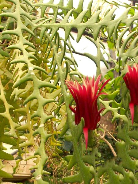 toptropicals's tweet photo. ⚡️Fun Facts: Zig-Zag Cactus
🥨 #Cryptocereusanthonyanus (Zig-Zag Cactus) has zigzag-shaped stems and beautiful night-blooming flowers that make it a fascinating addition to cactus collections.
🛒 Order Zig Zag Cactus:
https://t.co/NAbrP7EIGF
#Container_Garden #Fun_Facts #TTtelegram