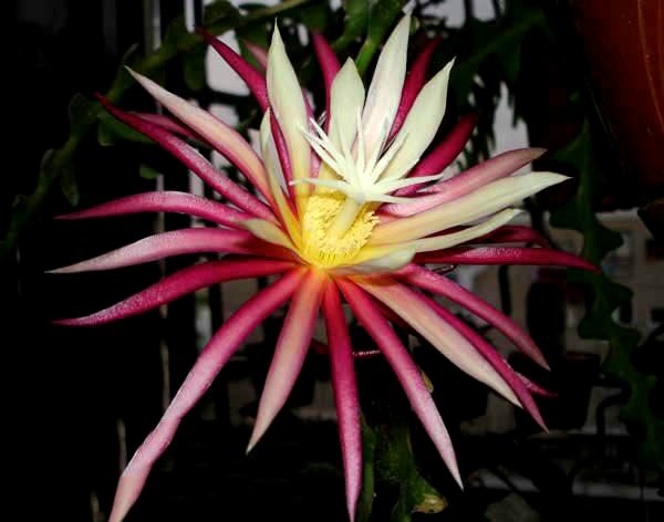 toptropicals's tweet photo. ⚡️Fun Facts: Zig-Zag Cactus
🥨 #Cryptocereusanthonyanus (Zig-Zag Cactus) has zigzag-shaped stems and beautiful night-blooming flowers that make it a fascinating addition to cactus collections.
🛒 Order Zig Zag Cactus:
https://t.co/NAbrP7EIGF
#Container_Garden #Fun_Facts #TTtelegram