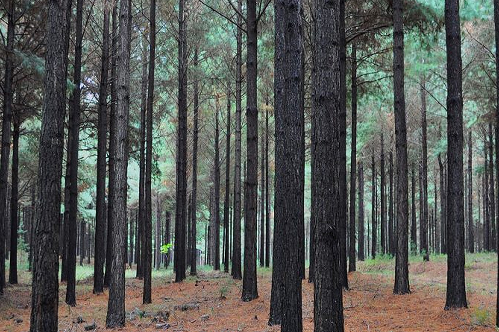 🟢Exportaciones de pino🟢

De acuerdo a lo que comentó un operador de mercado a Panorama Forestal, durante junio arribaron 8 barcos de pino a Inida, saturando el mercado hasta agosto.

Hay barcos cerrados para llegadas a India en setiembre por US$/m3 135-140 CIF por grado A