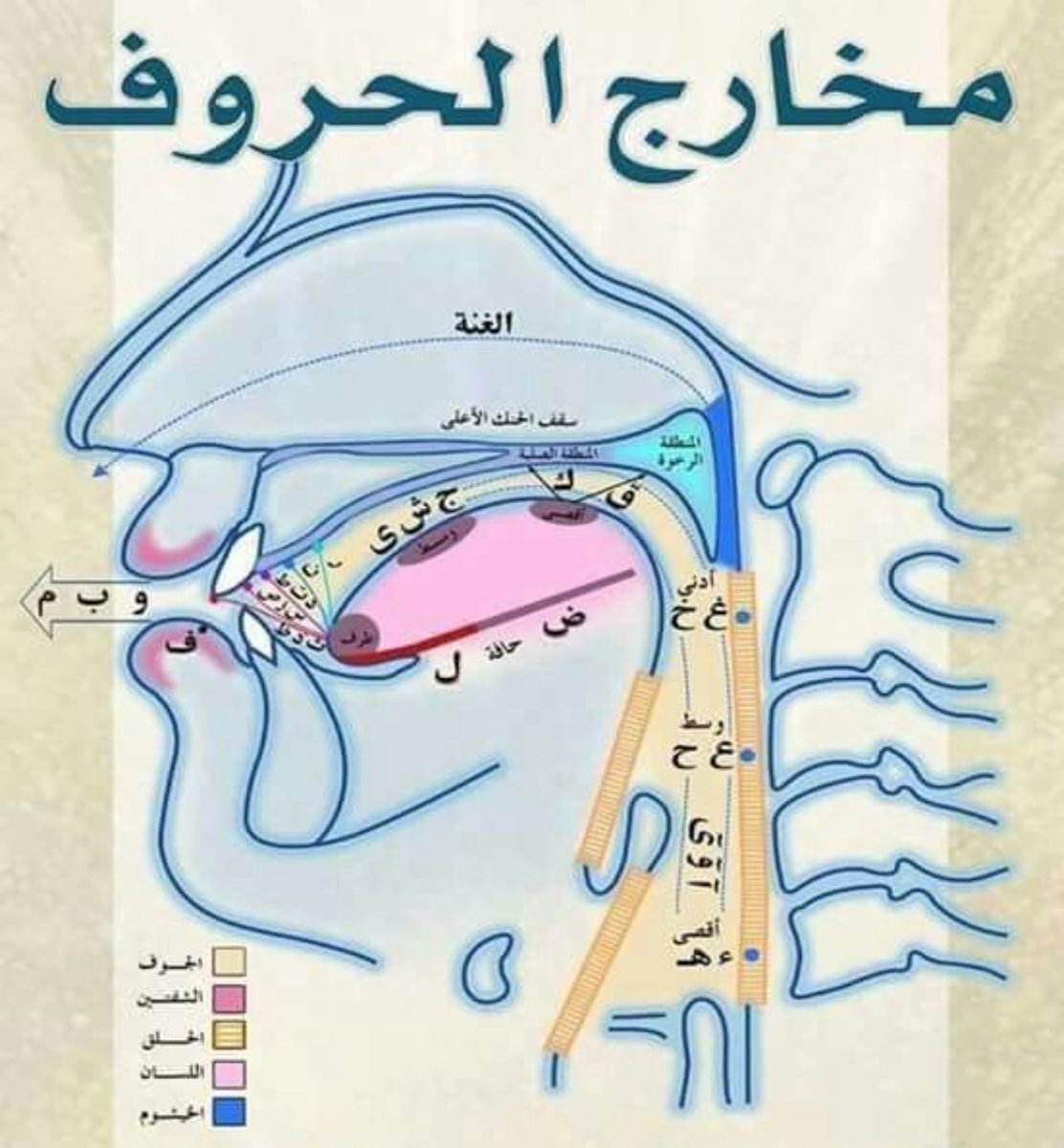 m333mz's tweet photo. 💡 - أماكن مخارج الحروف https://t.co/v3F6iwbIxZ
