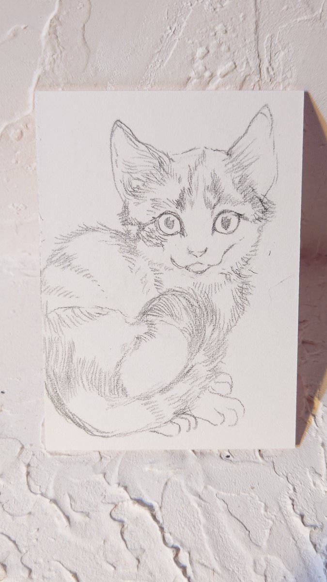 今週は子猫を描きます。珍しくほぼ全身を入れてみました。子猫のあの、くるん!と巻き込む尻尾の可愛さよ……!#裏花火落書 #裏花火販売案内 