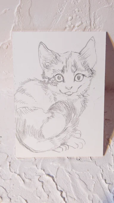 今週は子猫を描きます。珍しくほぼ全身を入れてみました。子猫のあの、くるん!と巻き込む尻尾の可愛さよ……!#裏花火落書 #裏花火販売案内 