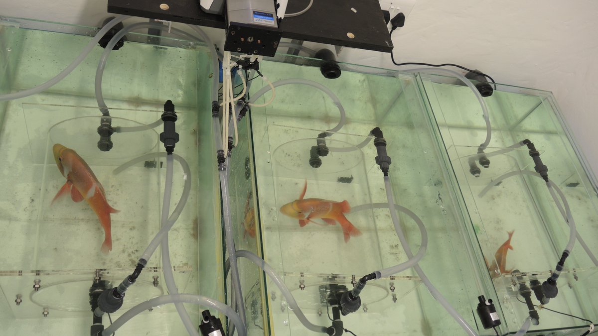 37 days to #6samls

The climate is changing, which is why it’s important to understand how #linefish abundance, movements + behaviour may change. With 10 talks in our #climatechange theme, we can’t help but feel that our researchers and students are on it! 
📷<a href="/SAFER_Lab/">SAFER LAB</a>